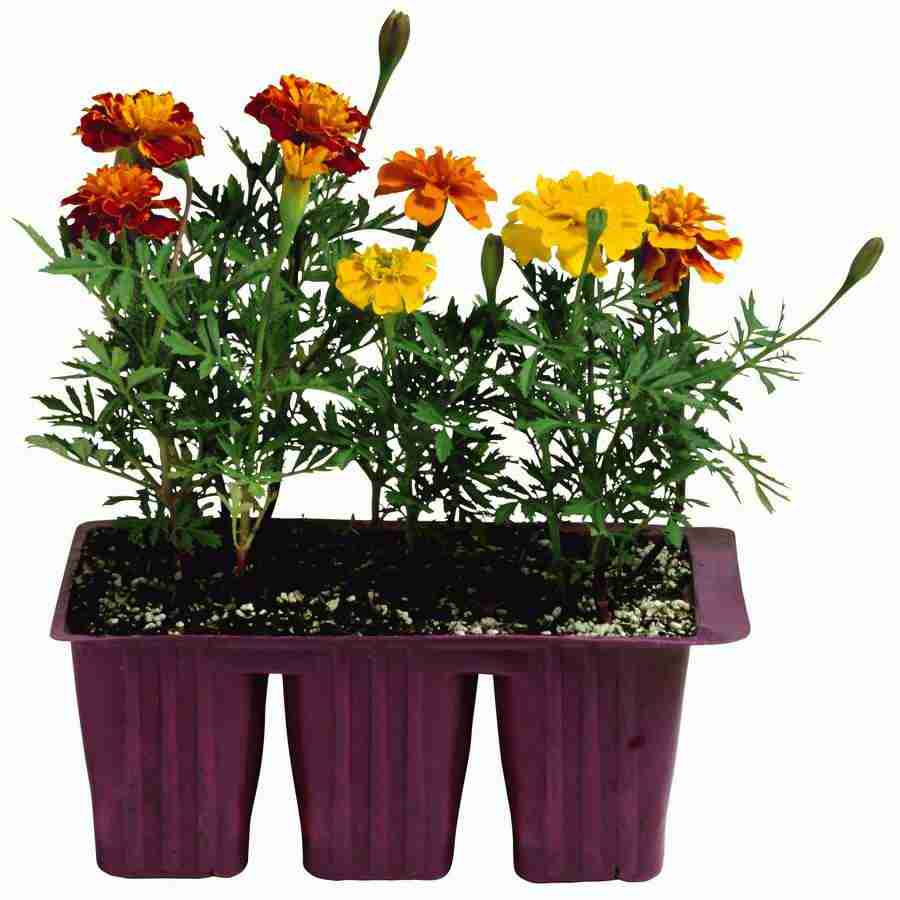 Summer Fun - Brand X Pictures ></a>
<script language=JavaScript> 
  var txt = 