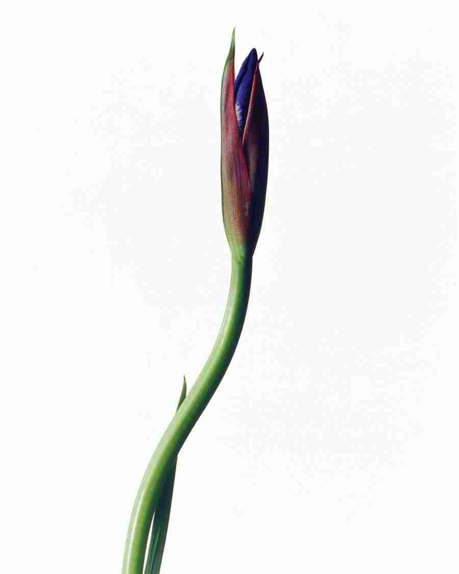 Bloom - Corbis ></a>
<script language=JavaScript> 
  var txt = 