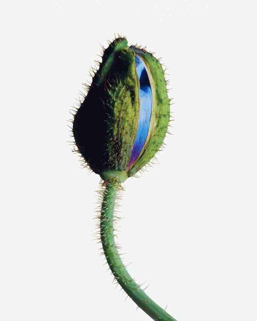 Bloom - Corbis ></a>
<script language=JavaScript> 
  var txt = 