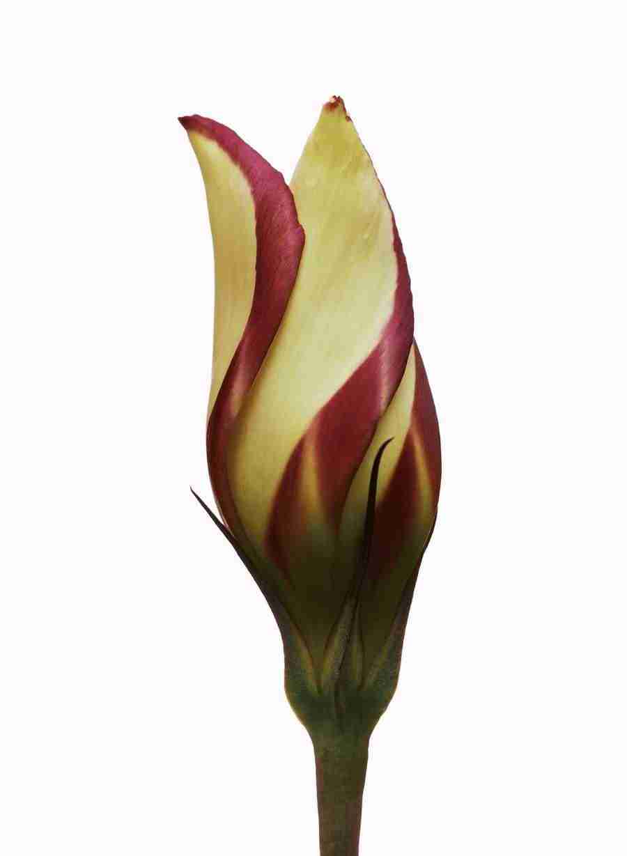 Bloom - Corbis ></a>
<script language=JavaScript> 
  var txt = 