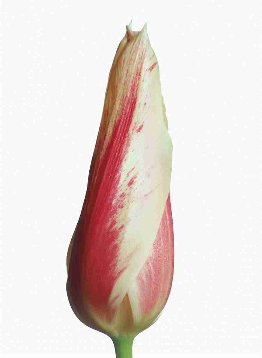 Bloom - Corbis ></a>
<script language=JavaScript> 
  var txt = 