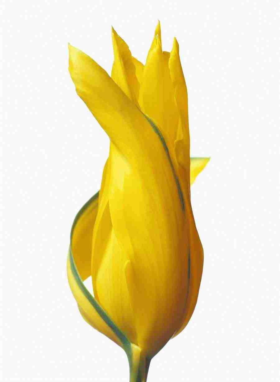 Bloom - Corbis ></a>
<script language=JavaScript> 
  var txt = 