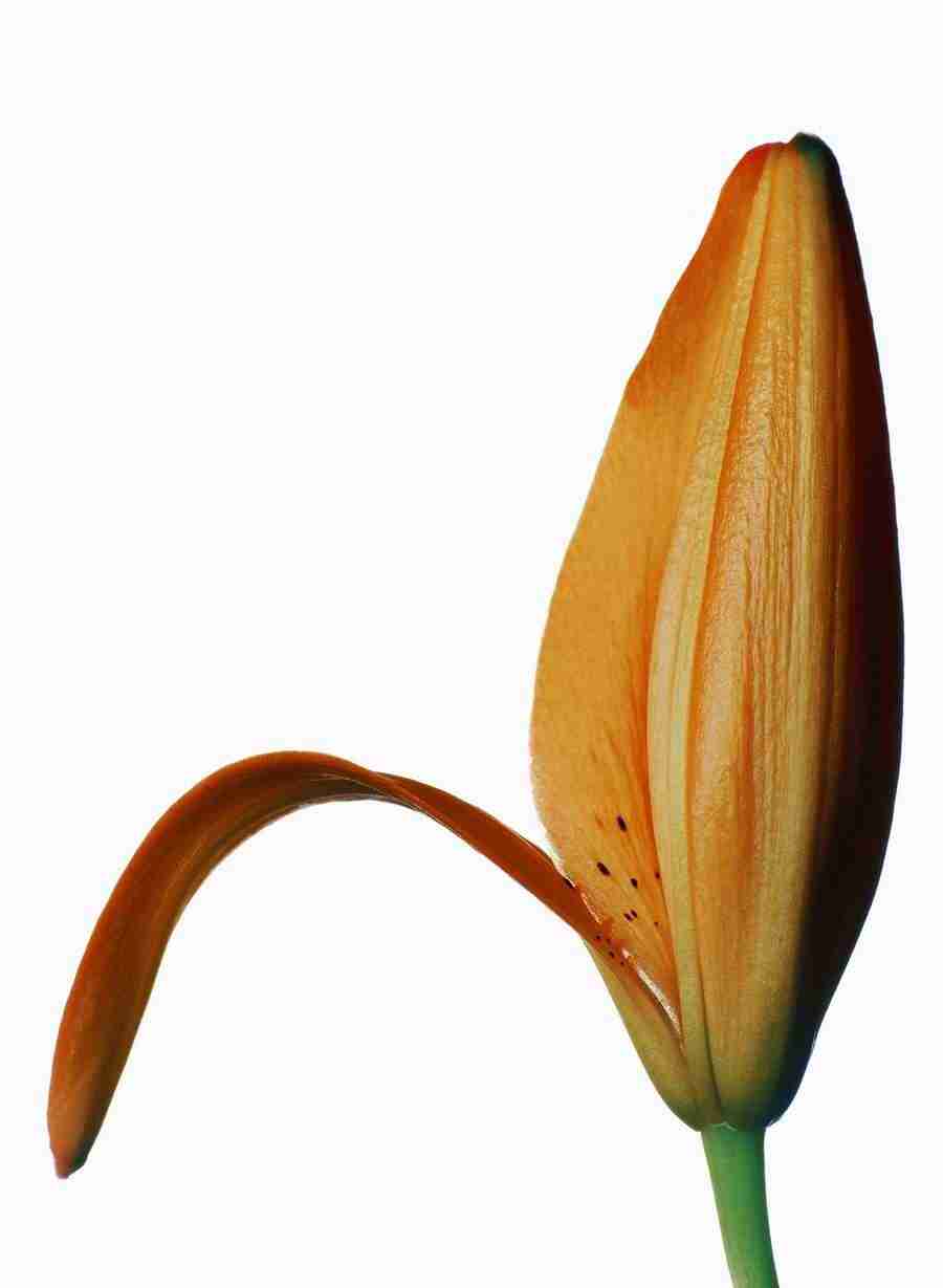 Bloom - Corbis ></a>
<script language=JavaScript> 
  var txt = 
