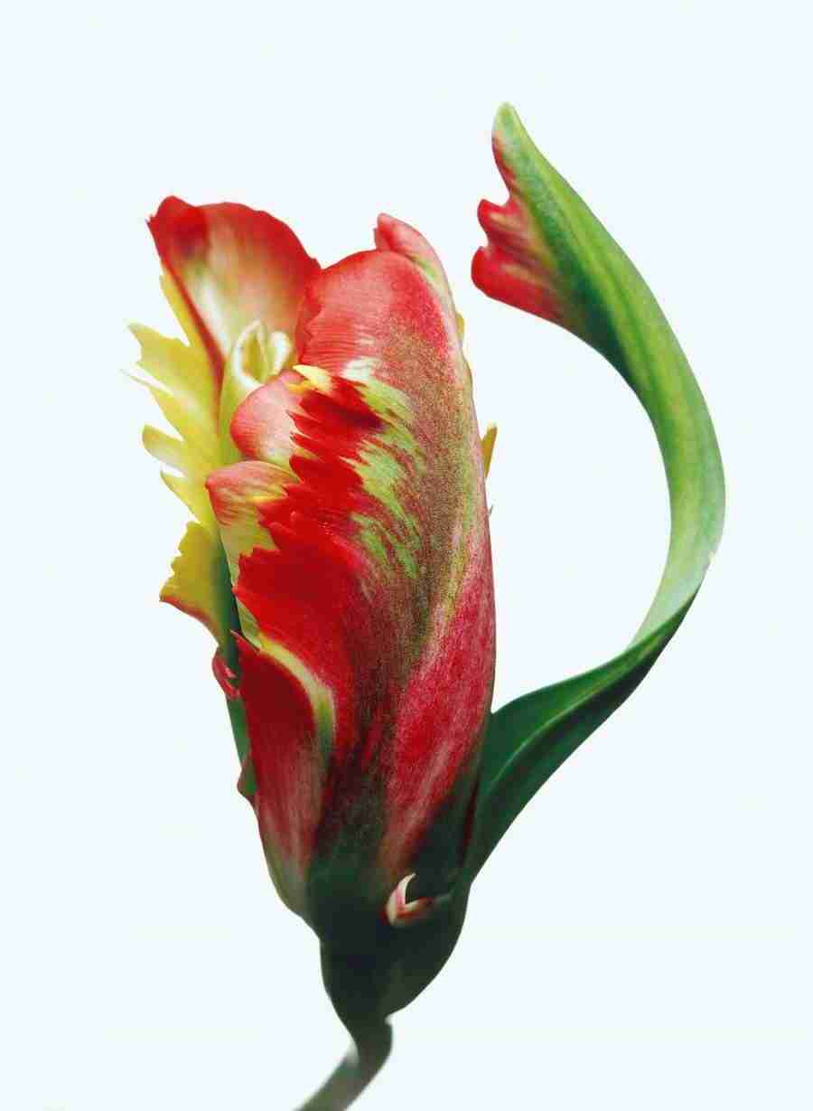 Bloom - Corbis ></a>
<script language=JavaScript> 
  var txt = 