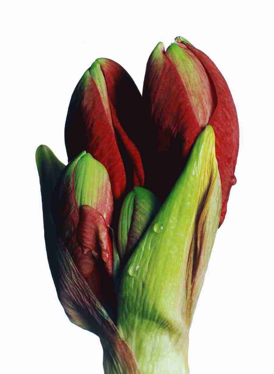Bloom - Corbis ></a>
<script language=JavaScript> 
  var txt = 