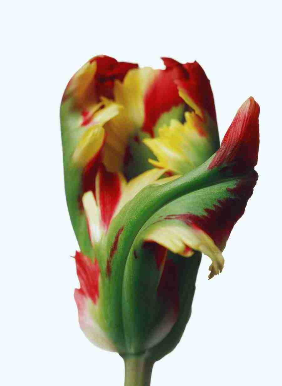 Bloom - Corbis ></a>
<script language=JavaScript> 
  var txt = 