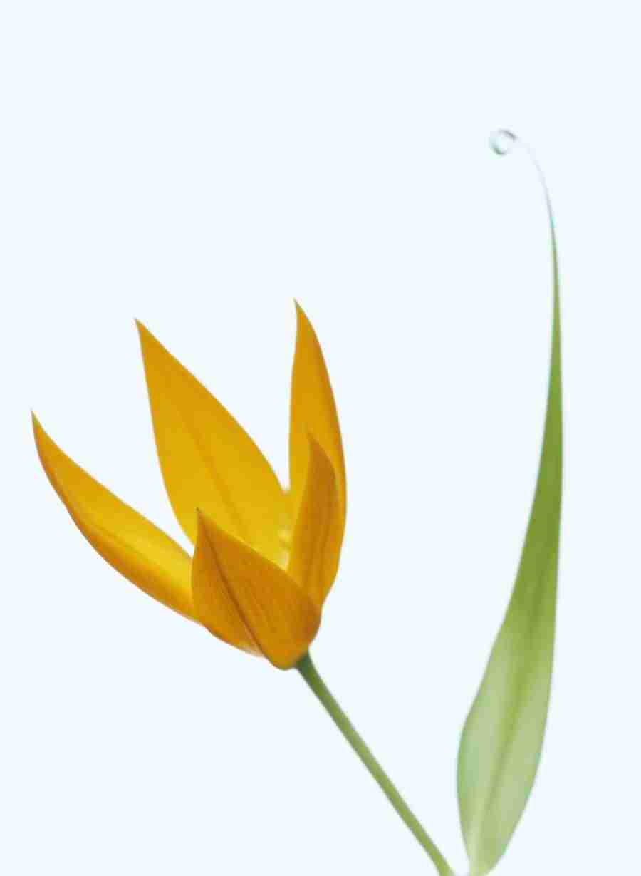 Bloom - Corbis ></a>
<script language=JavaScript> 
  var txt = 