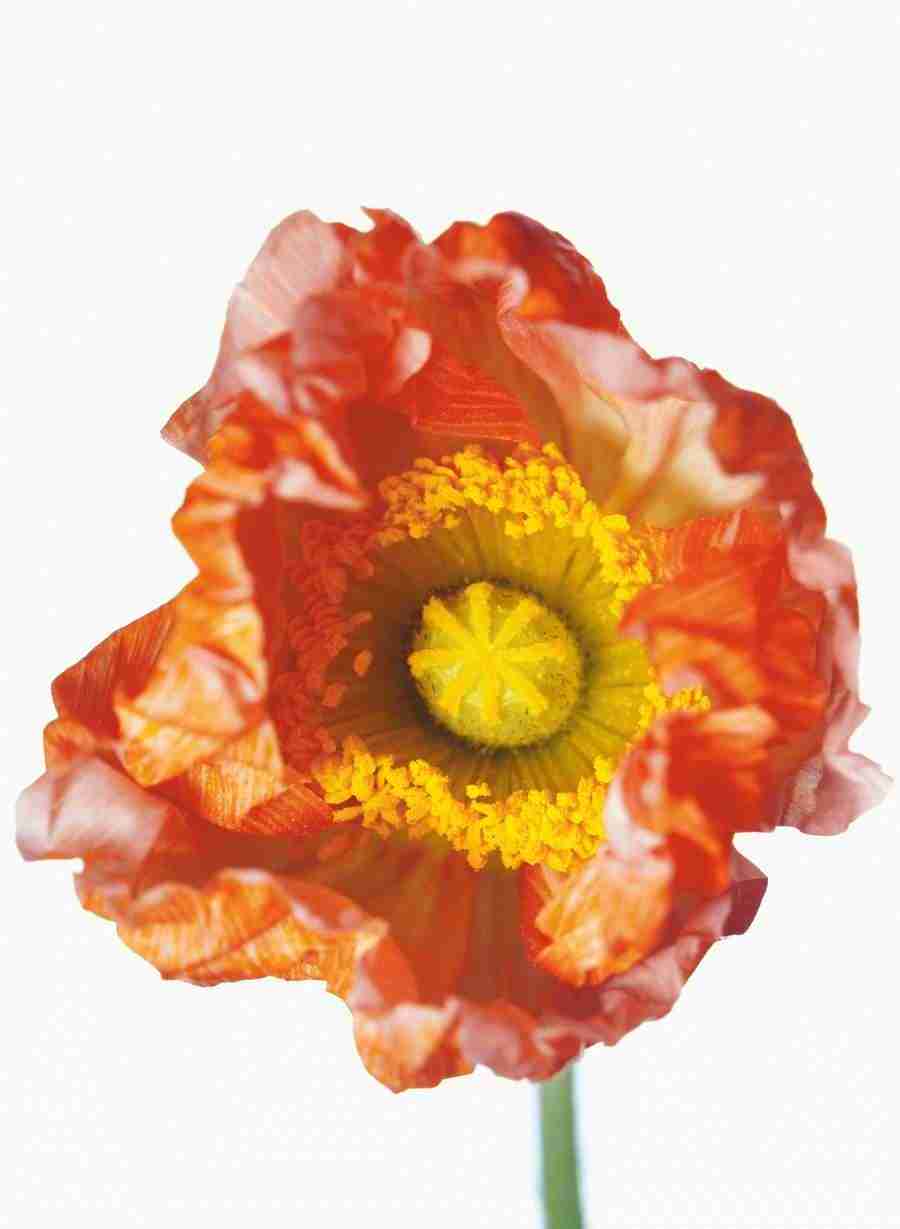 Bloom - Corbis ></a>
<script language=JavaScript> 
  var txt = 