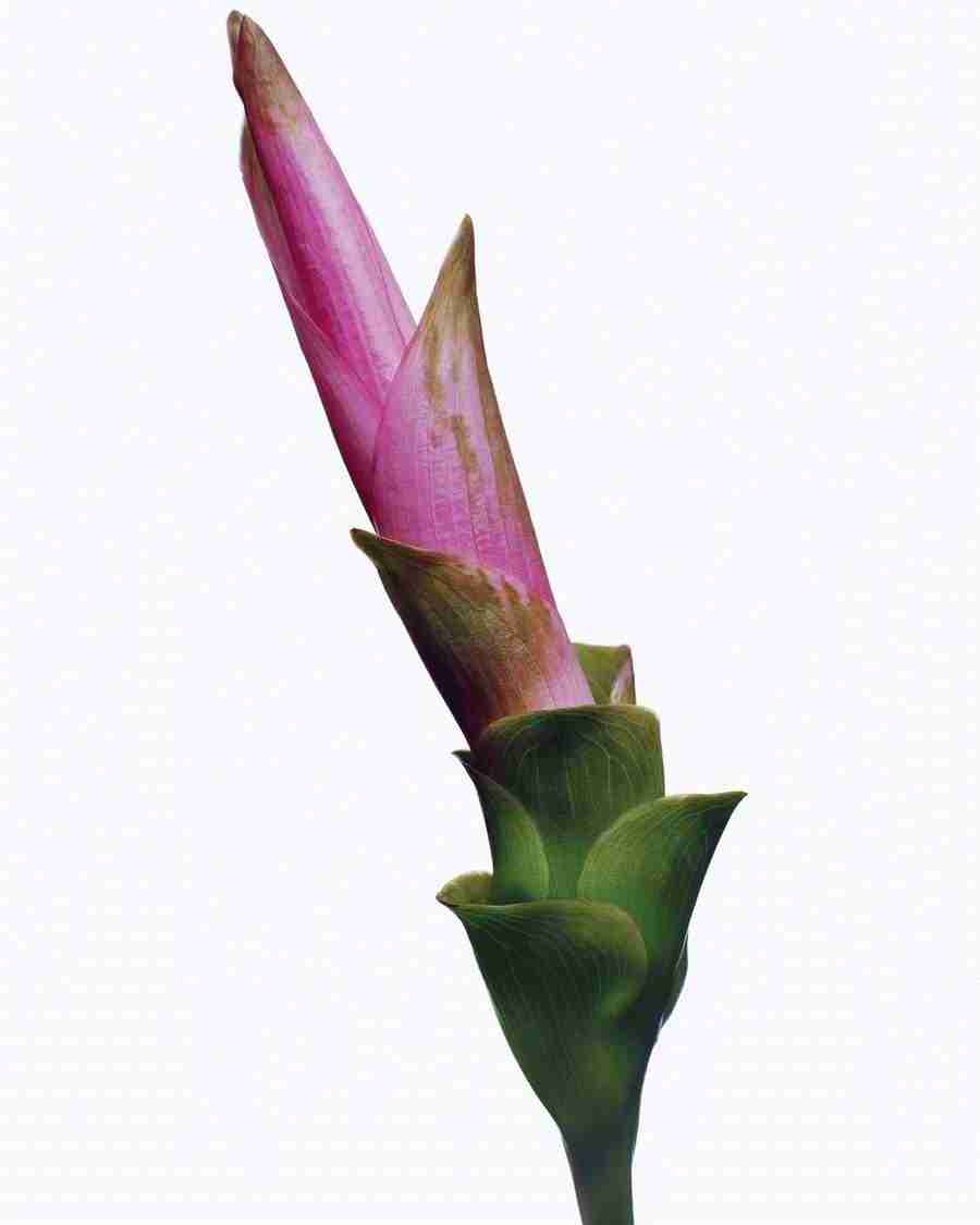 Bloom - Corbis ></a>
<script language=JavaScript> 
  var txt = 