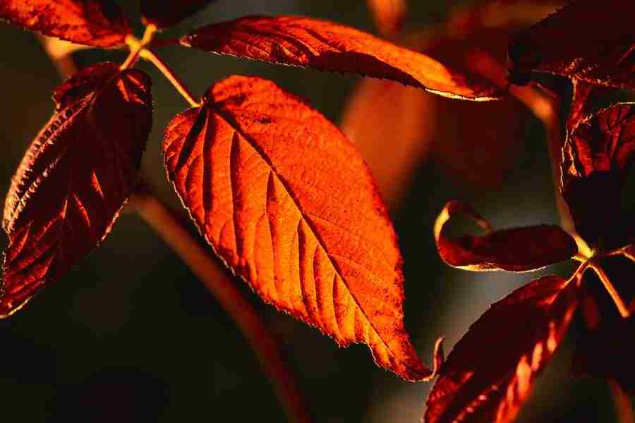 Four Seasons - Corbis ></a>
<script language=JavaScript> 
  var txt = 