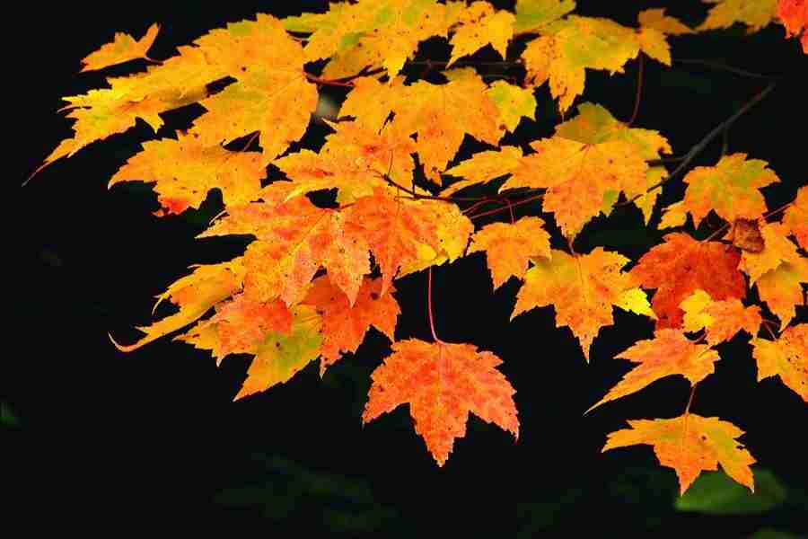 Four Seasons - Corbis ></a>
<script language=JavaScript> 
  var txt = 