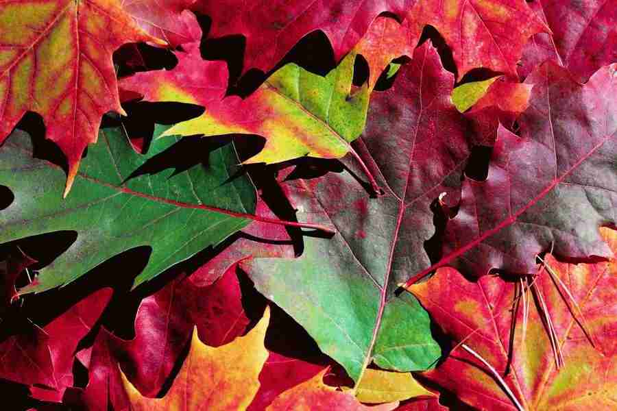 Four Seasons - Corbis ></a>
<script language=JavaScript> 
  var txt = 