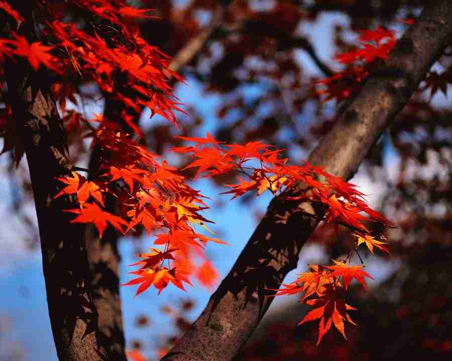 Four Seasons - Corbis ></a>
<script language=JavaScript> 
  var txt = 