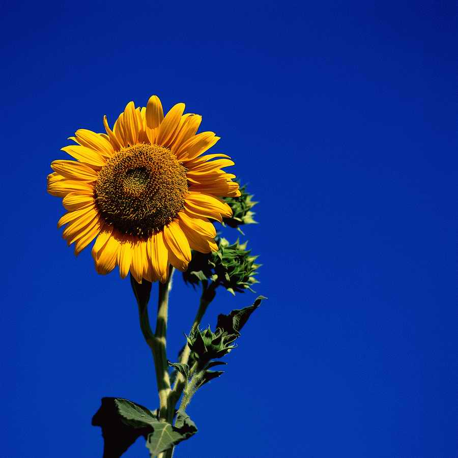 Premium Photo - Corel Draw 11 ></a>
<script language=JavaScript> 
  var txt = 