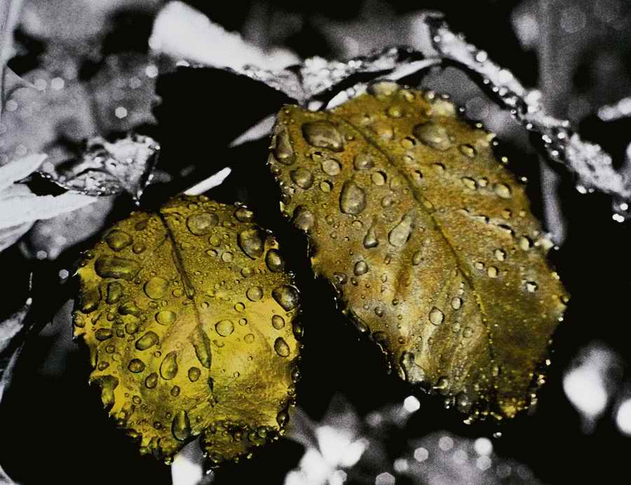 Premium Photo - Corel Draw 11 ></a>
<script language=JavaScript> 
  var txt = 