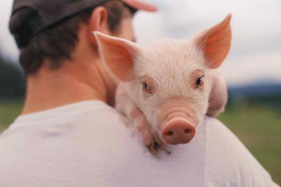 24 Hours: Farm - Corbis  ></a>
<script language=JavaScript> 
  var txt = 