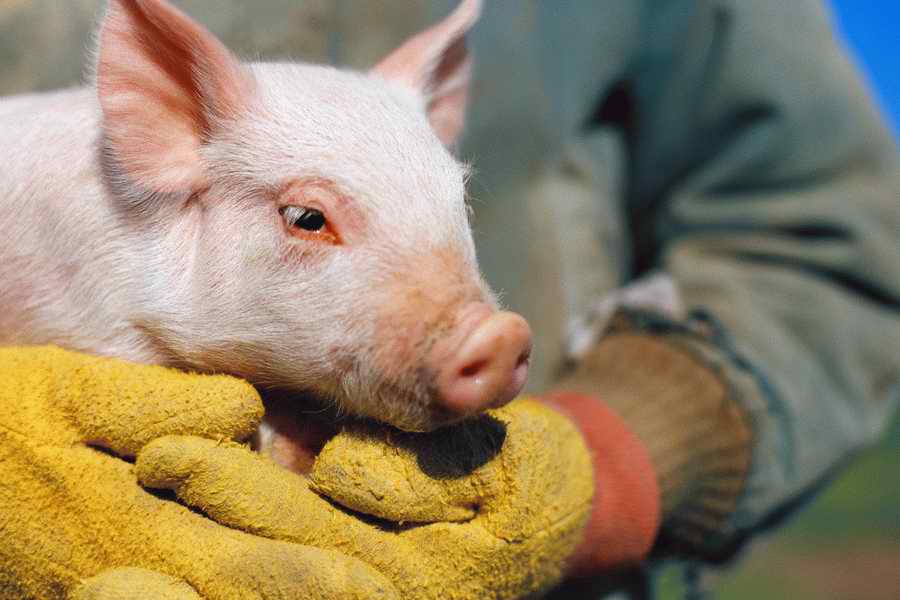 24 Hours: Farm - Corbis  ></a>
<script language=JavaScript> 
  var txt = 