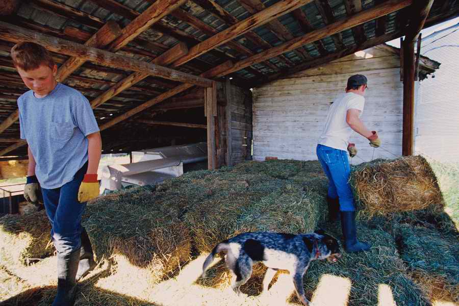 24 Hours: Farm - Corbis  ></a>
<script language=JavaScript> 
  var txt = 