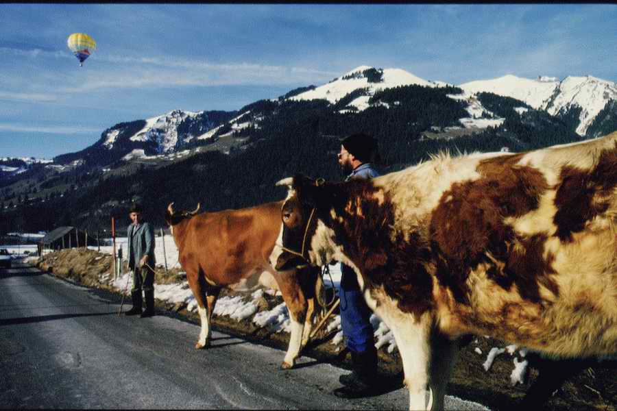 Animal Farm - Corbis Online ></a>
<script language=JavaScript> 
  var txt = 