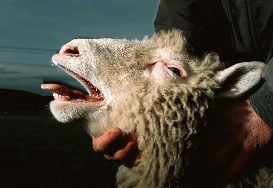 Animal Farm - Corbis Online ></a>
<script language=JavaScript> 
  var txt = 
