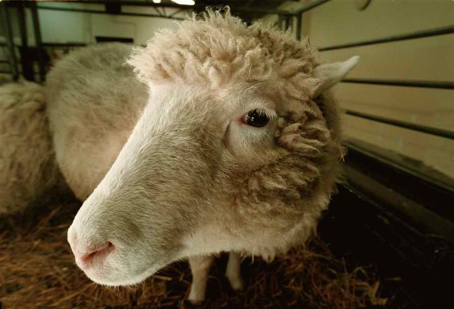 Animal Farm - Corbis Online ></a>
<script language=JavaScript> 
  var txt = 