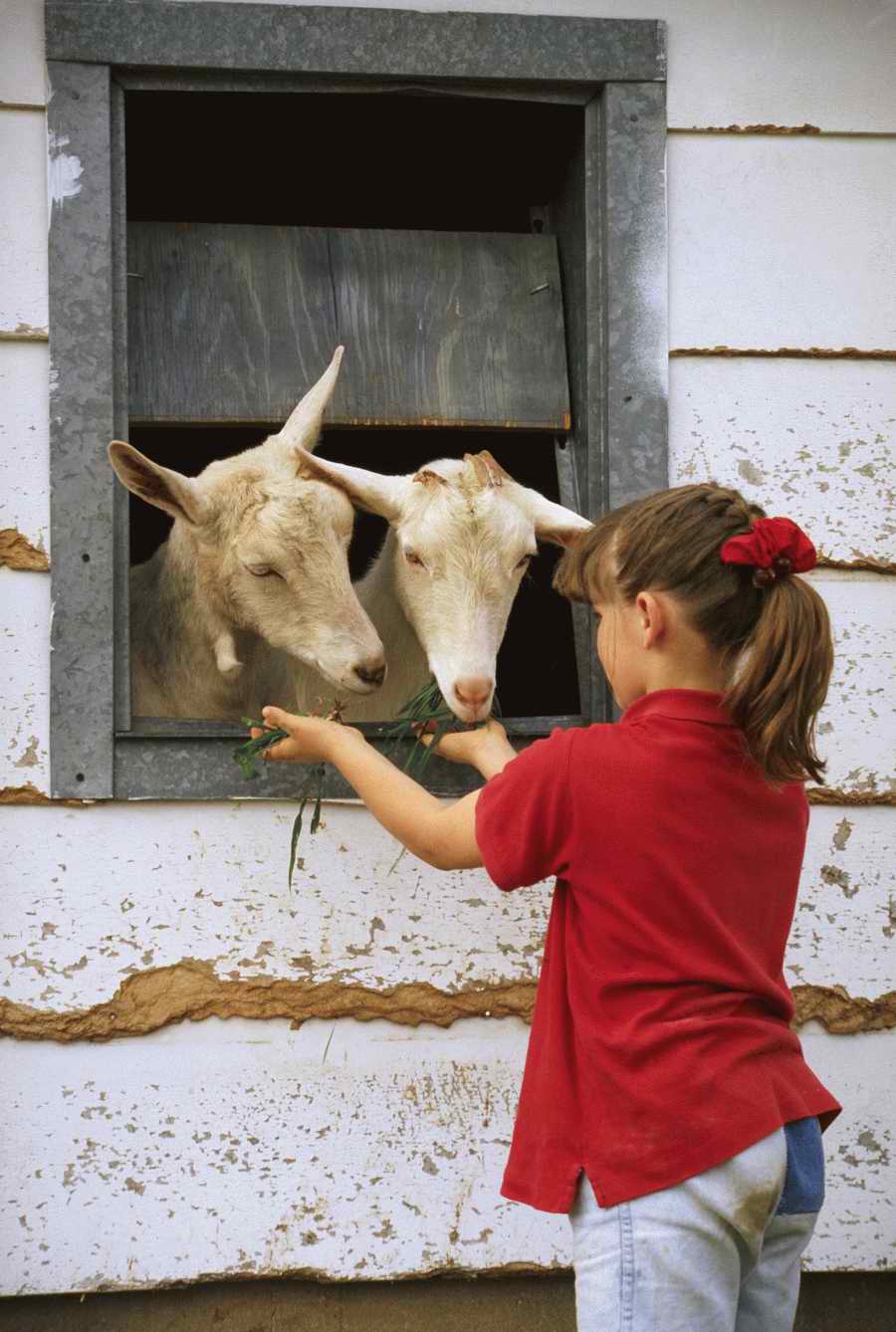Animal Farm - Corbis Online ></a>
<script language=JavaScript> 
  var txt = 