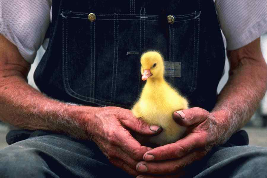 Animal Farm - Corbis Online ></a>
<script language=JavaScript> 
  var txt = 
