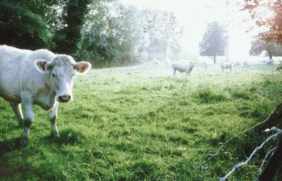 Animal Farm - Corbis Online ></a>
<script language=JavaScript> 
  var txt = 