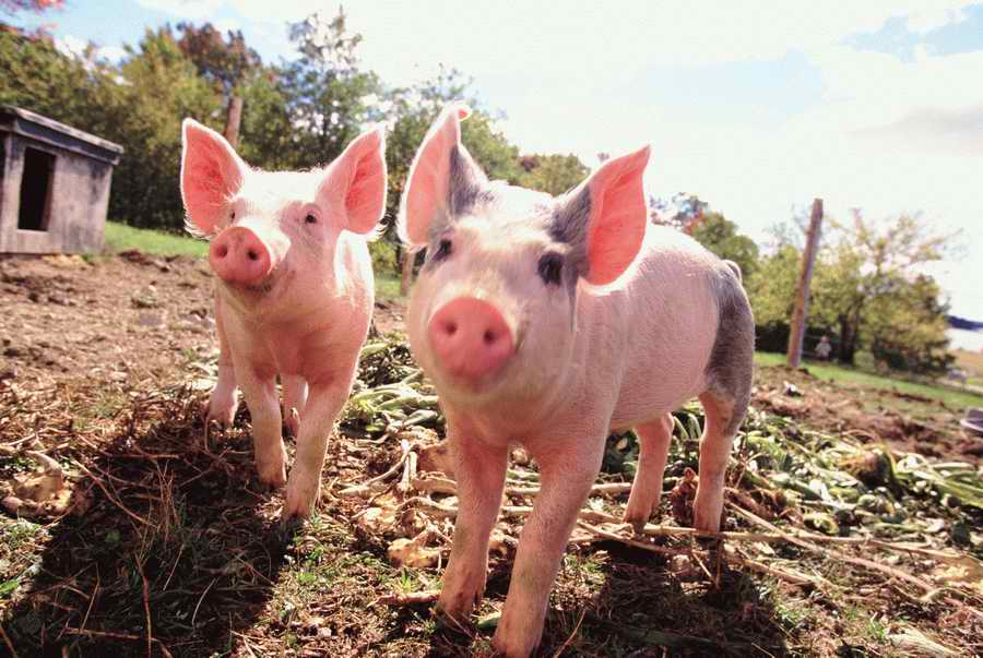 Animal Farm - Corbis Online ></a>
<script language=JavaScript> 
  var txt = 