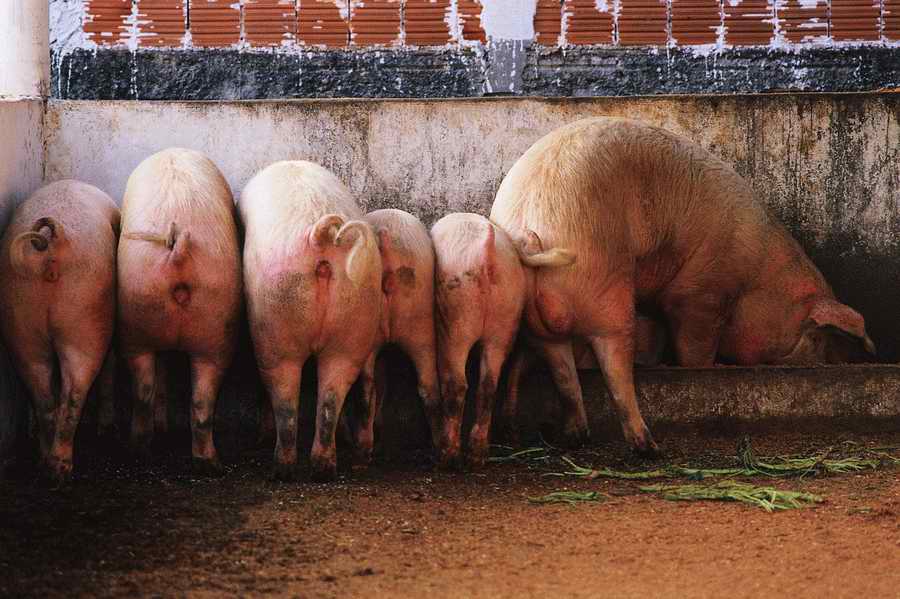 Animal Farm - Corbis Online ></a>
<script language=JavaScript> 
  var txt = 