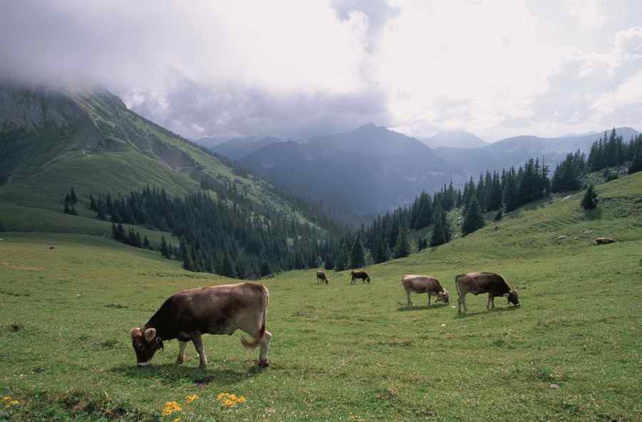 Animal Farm - Corbis Online ></a>
<script language=JavaScript> 
  var txt = 