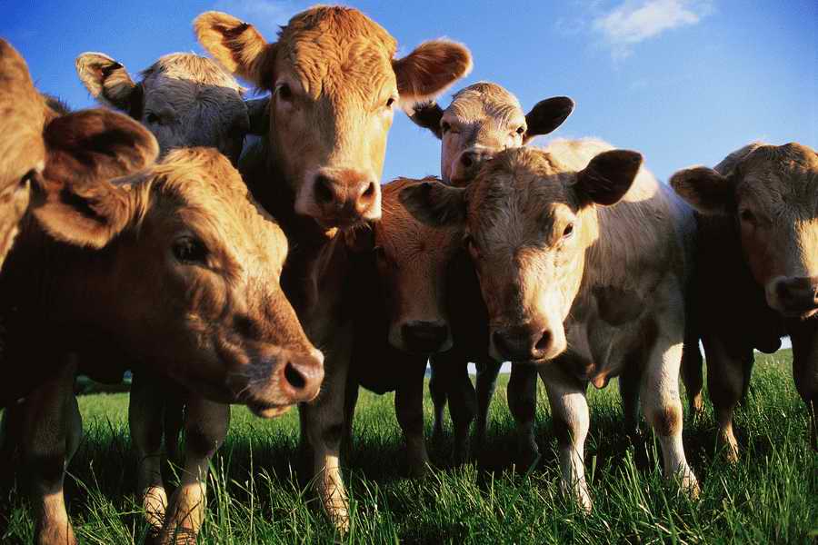 Animal Farm - Corbis Online ></a>
<script language=JavaScript> 
  var txt = 