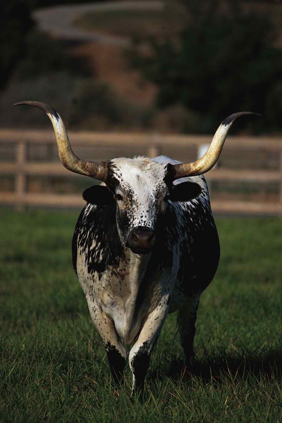 Animal Farm - Corbis Online ></a>
<script language=JavaScript> 
  var txt = 