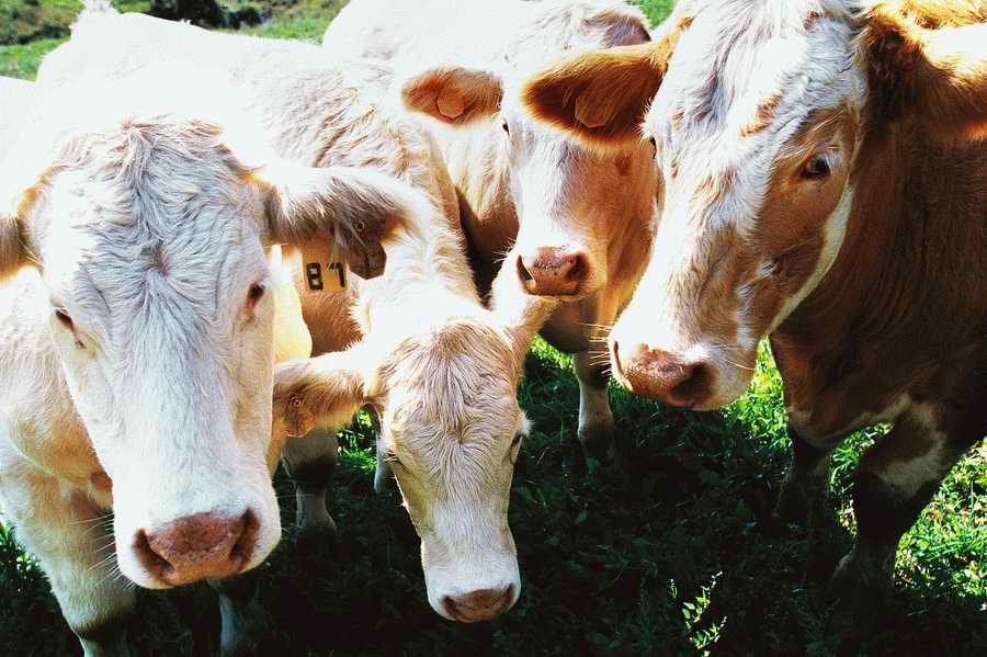 Animal Farm - Corbis Online ></a>
<script language=JavaScript> 
  var txt = 