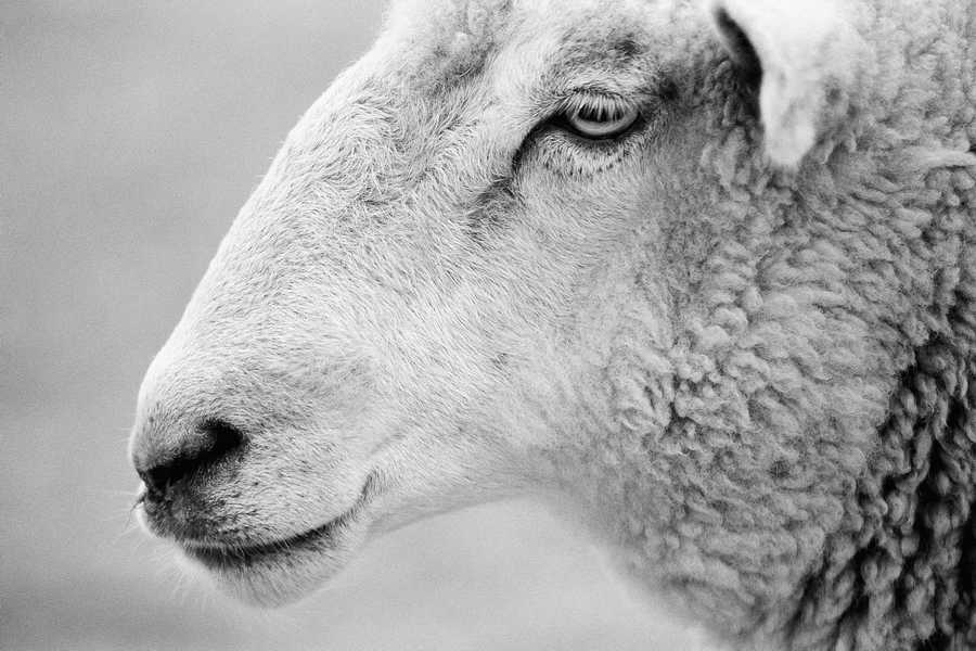 Animal Farm - Corbis Online ></a>
<script language=JavaScript> 
  var txt = 