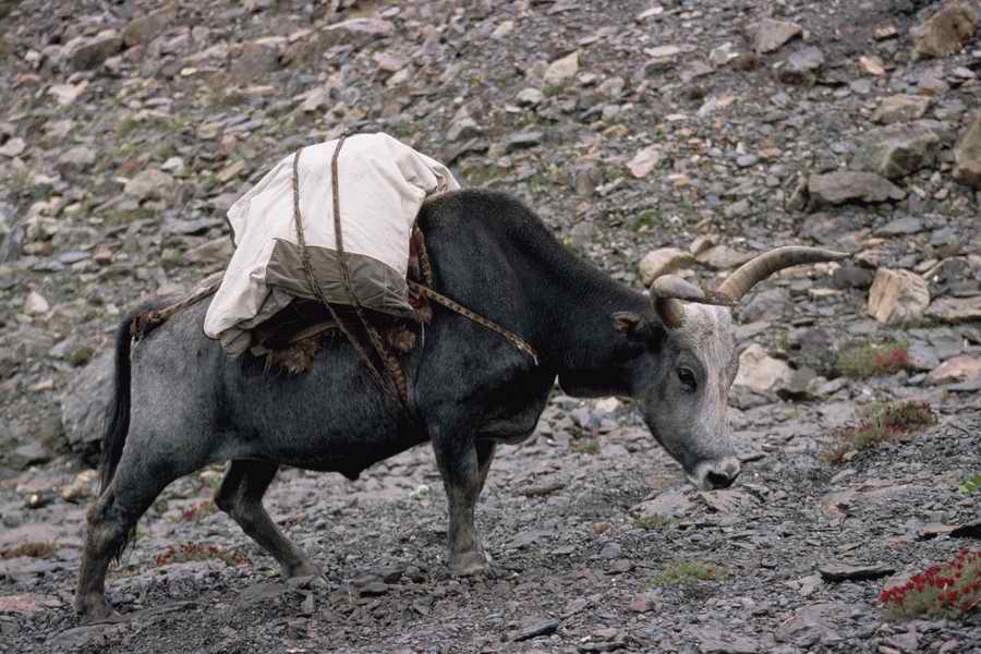Animal Farm - Corbis Online ></a>
<script language=JavaScript> 
  var txt = 