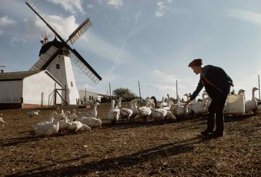 Animal Farm - Corbis Online ></a>
<script language=JavaScript> 
  var txt = 