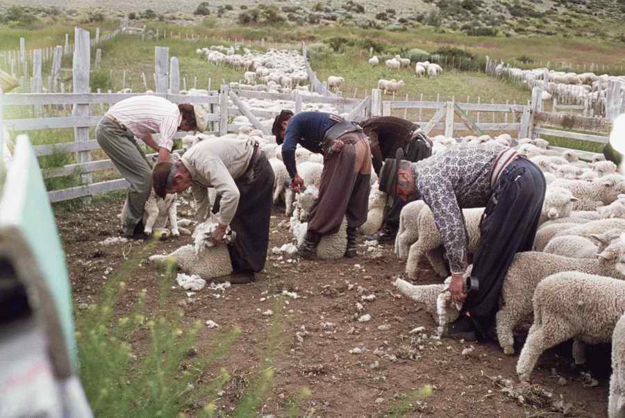 Animal Farm - Corbis Online ></a>
<script language=JavaScript> 
  var txt = 