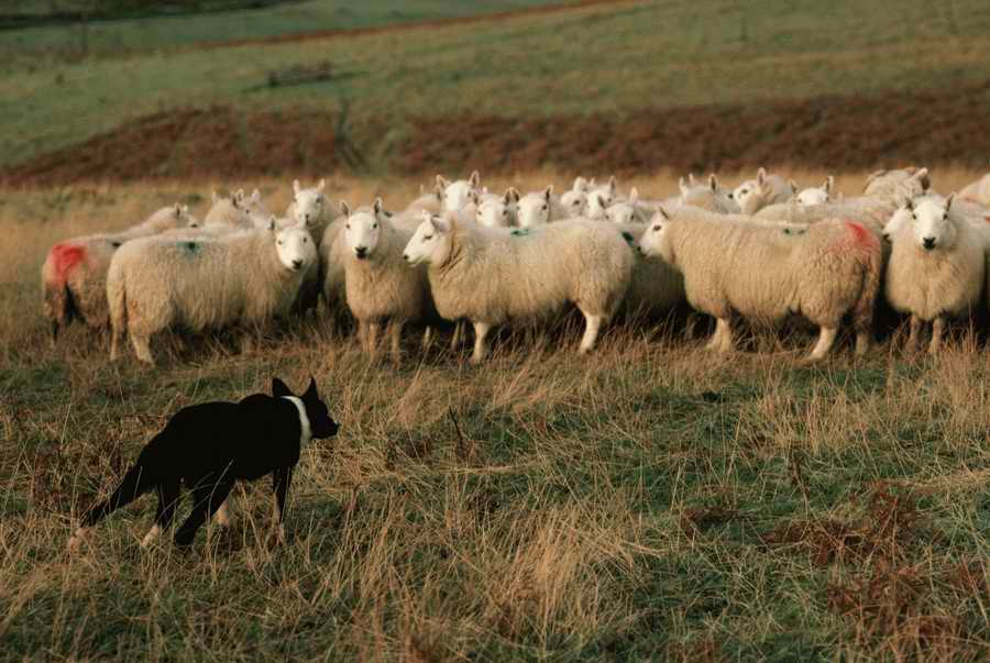 Animal Farm - Corbis Online ></a>
<script language=JavaScript> 
  var txt = 