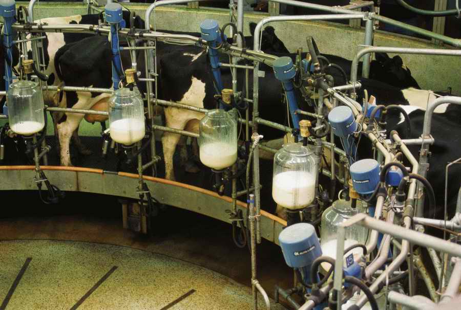 Animal Farm - Corbis Online ></a>
<script language=JavaScript> 
  var txt = 