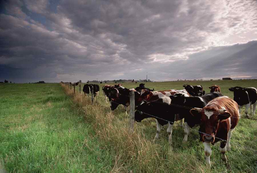 Animal Farm - Corbis Online ></a>
<script language=JavaScript> 
  var txt = 