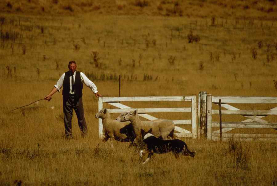 Animal Farm - Corbis Online ></a>
<script language=JavaScript> 
  var txt = 