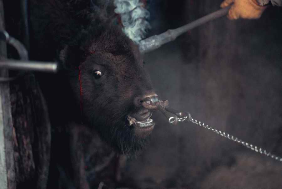 Animal Farm - Corbis Online ></a>
<script language=JavaScript> 
  var txt = 