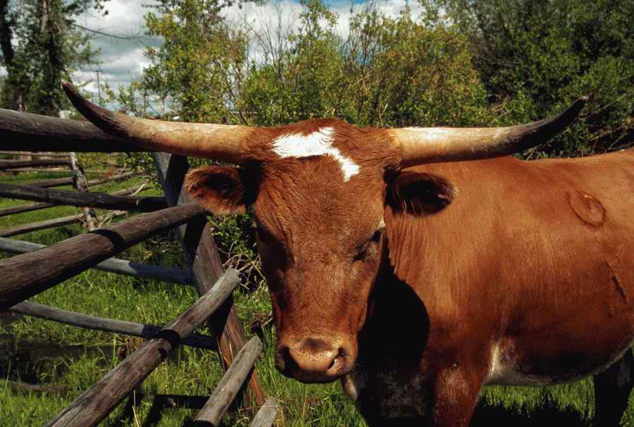Animal Farm - Corbis Online ></a>
<script language=JavaScript> 
  var txt = 