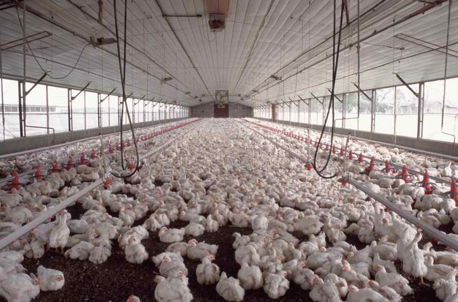Animal Farm - Corbis Online ></a>
<script language=JavaScript> 
  var txt = 