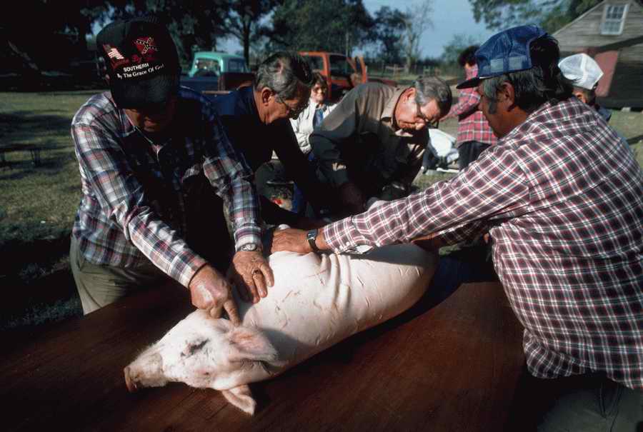 Animal Farm - Corbis Online ></a>
<script language=JavaScript> 
  var txt = 