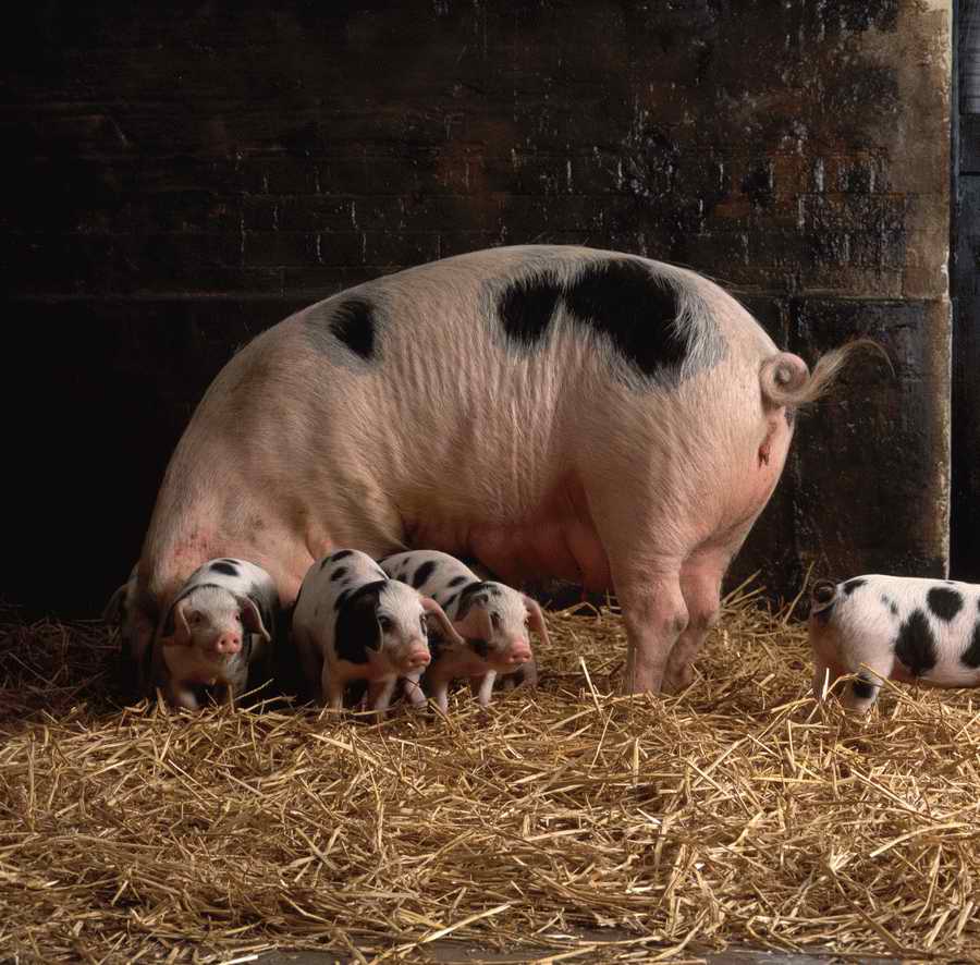 Animal Farm - Corbis Online ></a>
<script language=JavaScript> 
  var txt = 