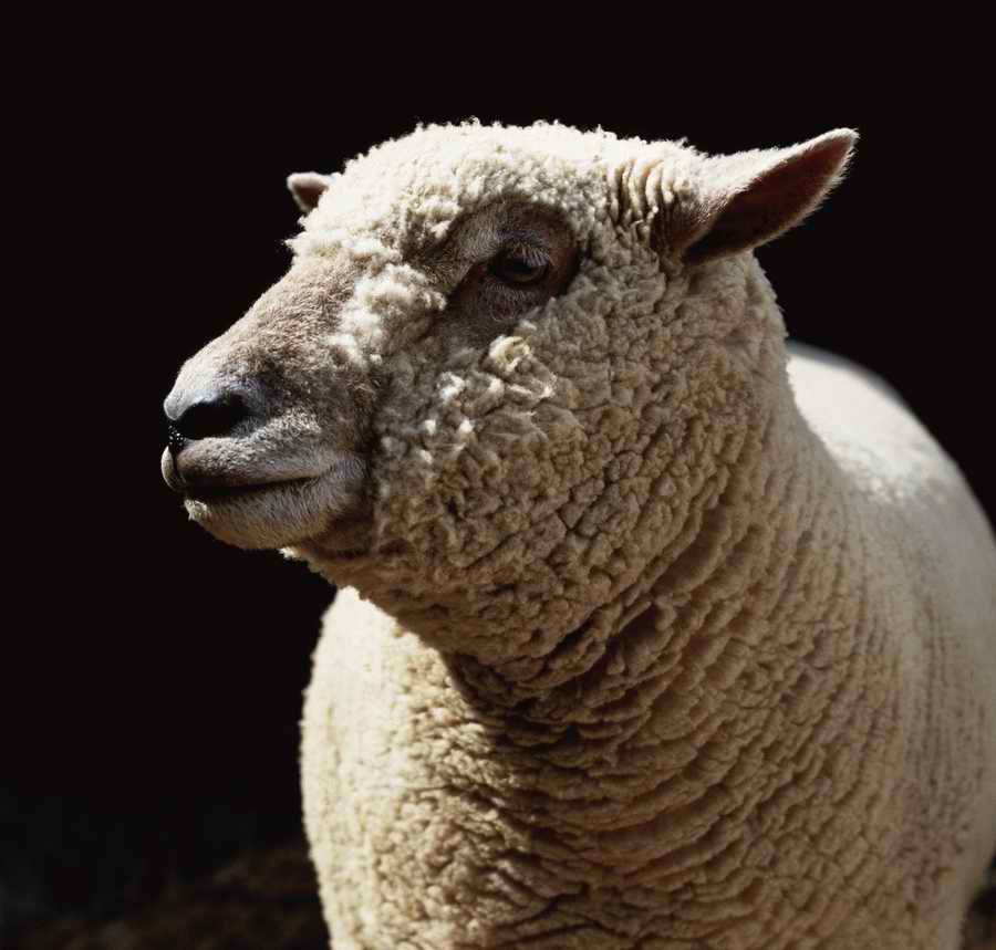 Animal Farm - Corbis Online ></a>
<script language=JavaScript> 
  var txt = 