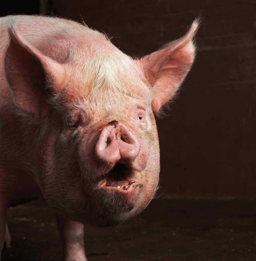 Animal Farm - Corbis Online ></a>
<script language=JavaScript> 
  var txt = 