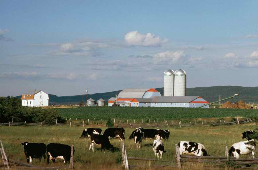 Animal Farm - Corbis Online ></a>
<script language=JavaScript> 
  var txt = 